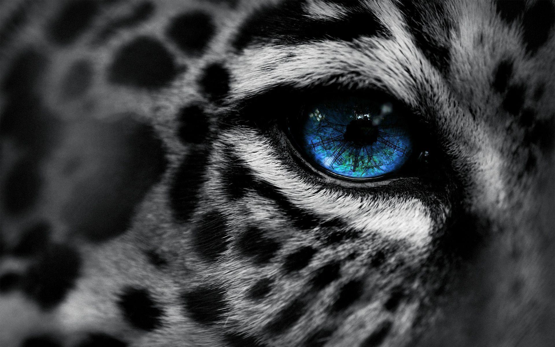 Wallpaper For > Snow Leopard Wallpaper Blue Eyes