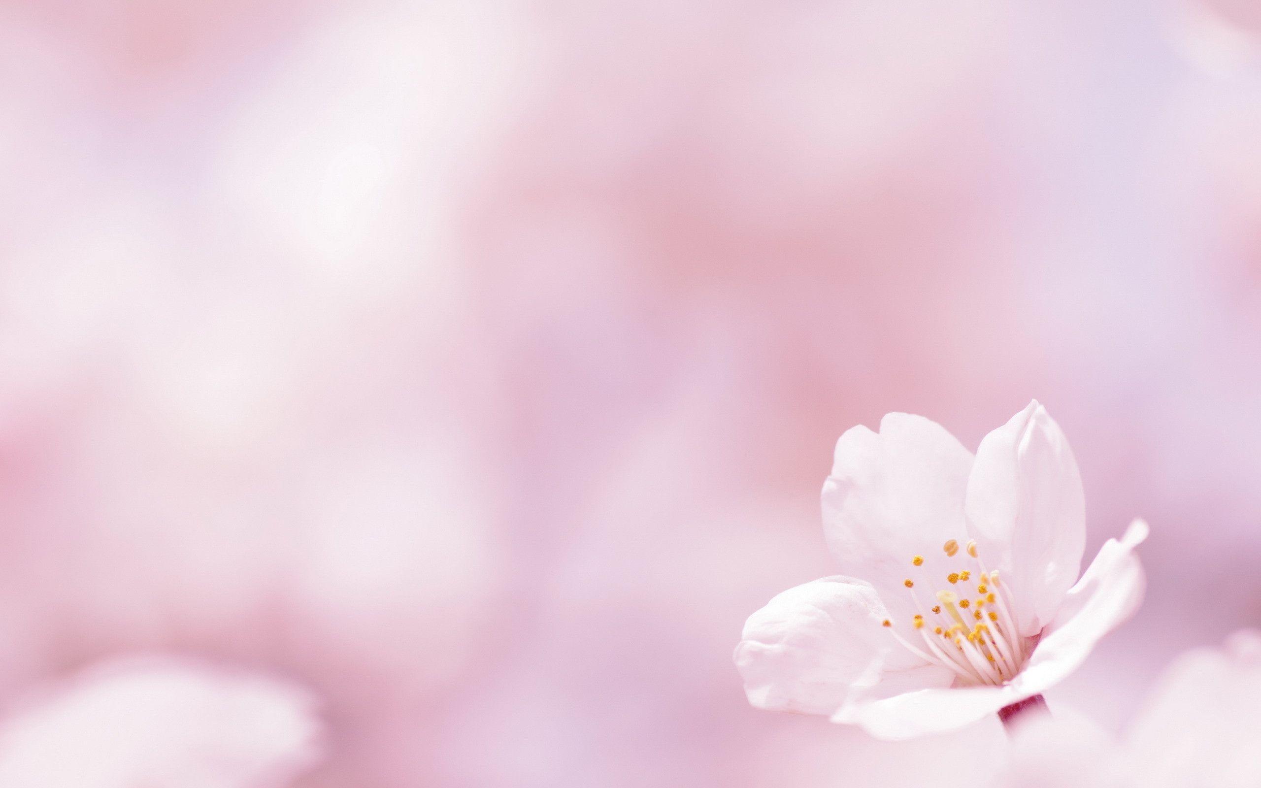 Beautiful Pink Spring Flowers Wallpaper Desktop Background Free