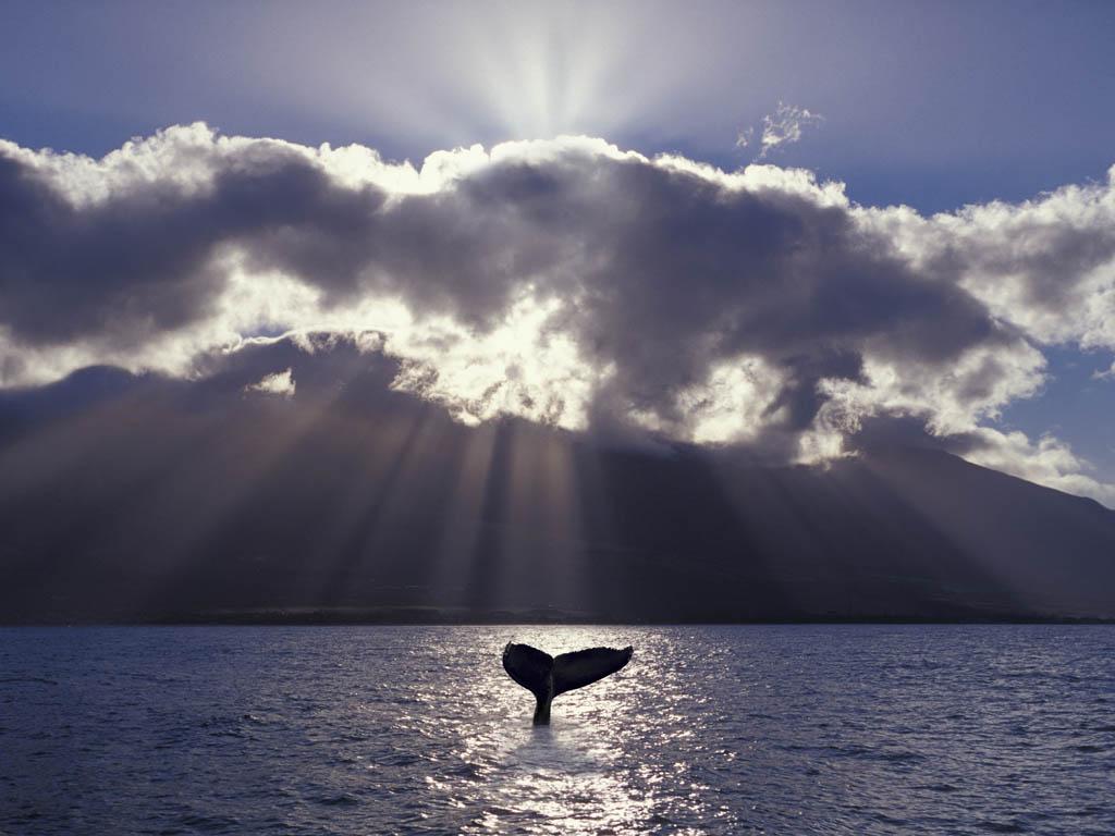 Free Whale Wars Wallpaper at Discovery Channel UK