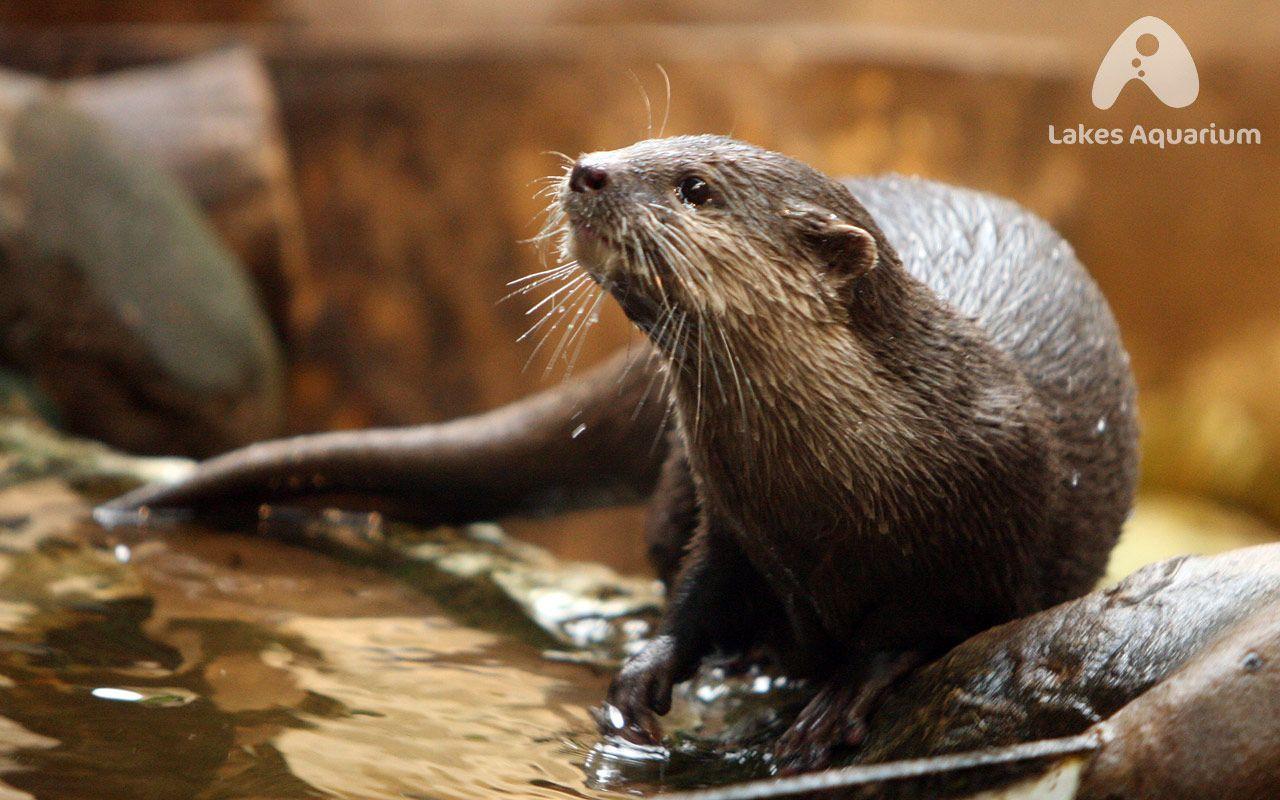 Otter Wallpapers Wallpaper Cave HD Wallpapers Download Free Map Images Wallpaper [wallpaper376.blogspot.com]