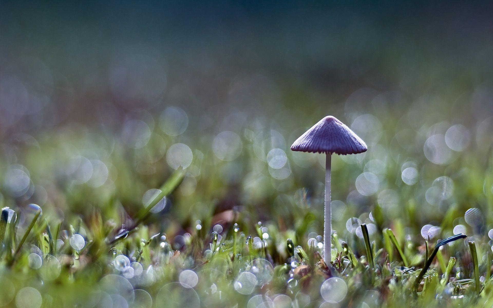 Shroom Wallpaper HD Image & Picture