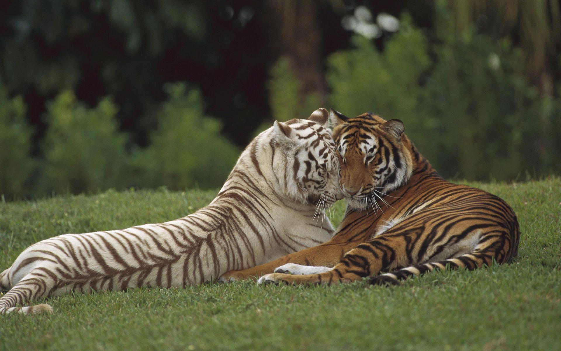 White Tiger And A Tiger