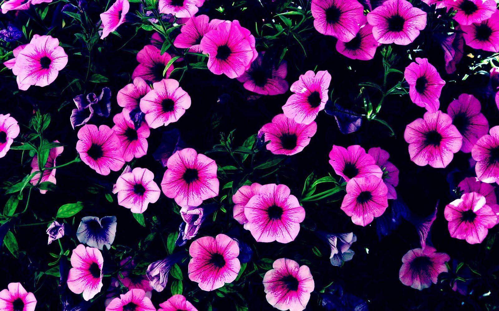Wallpaper For > Purple Flower Wallpaper HD