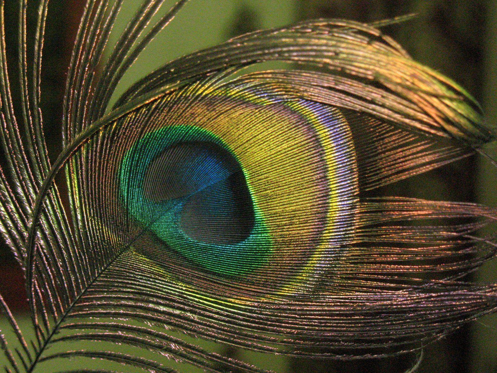 image For > Peacock Feather Wallpaper Krishna