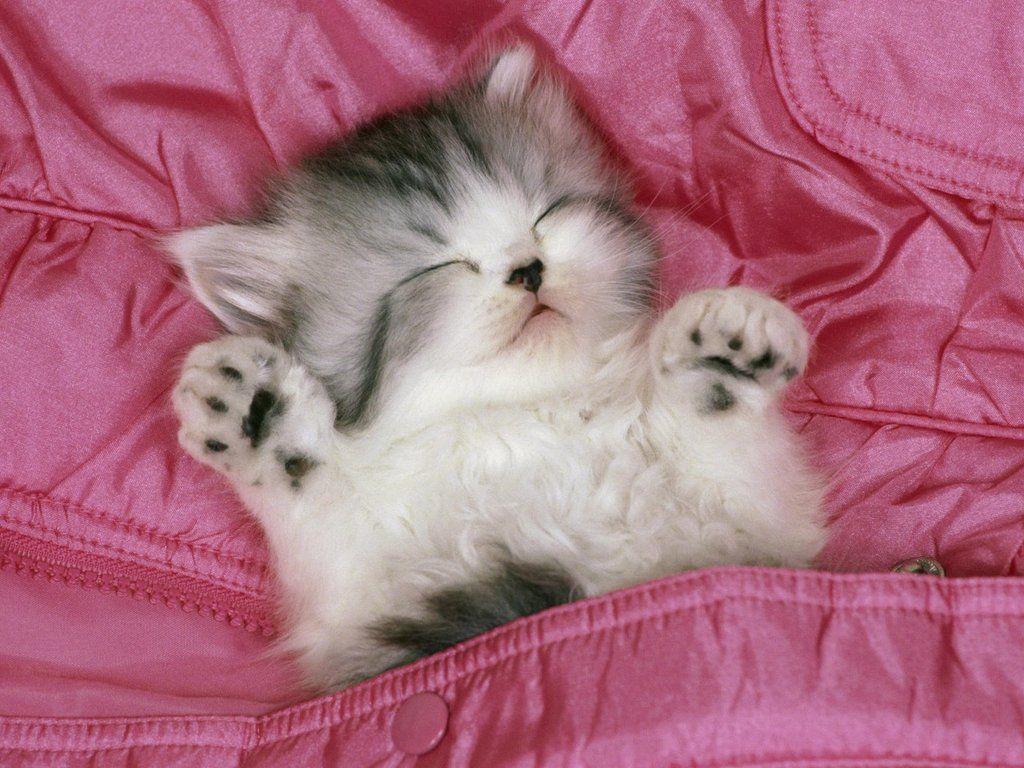 cute kitten is sleeping funny wallpaper