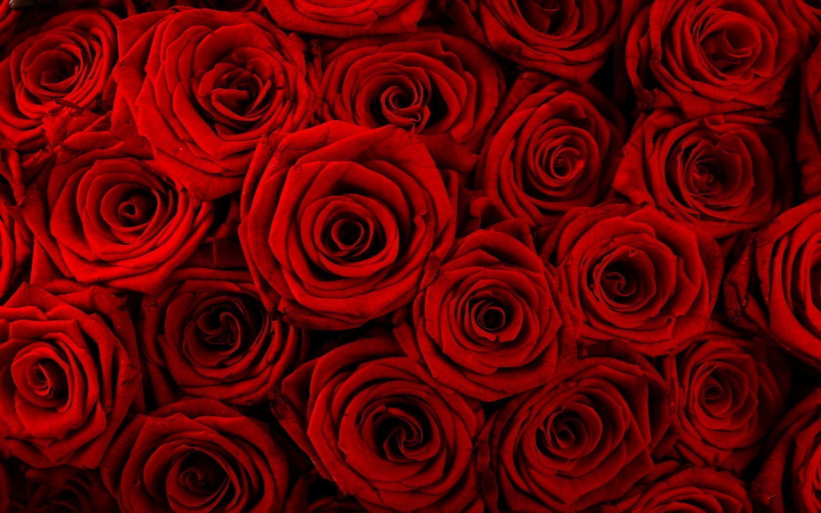 Wallpaper Red Flowers Rose 1680x1050 HD Wallpaper & Background