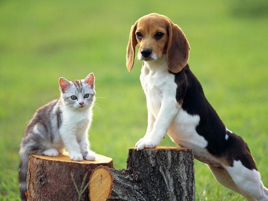 Beagle dog and cat wallpaper