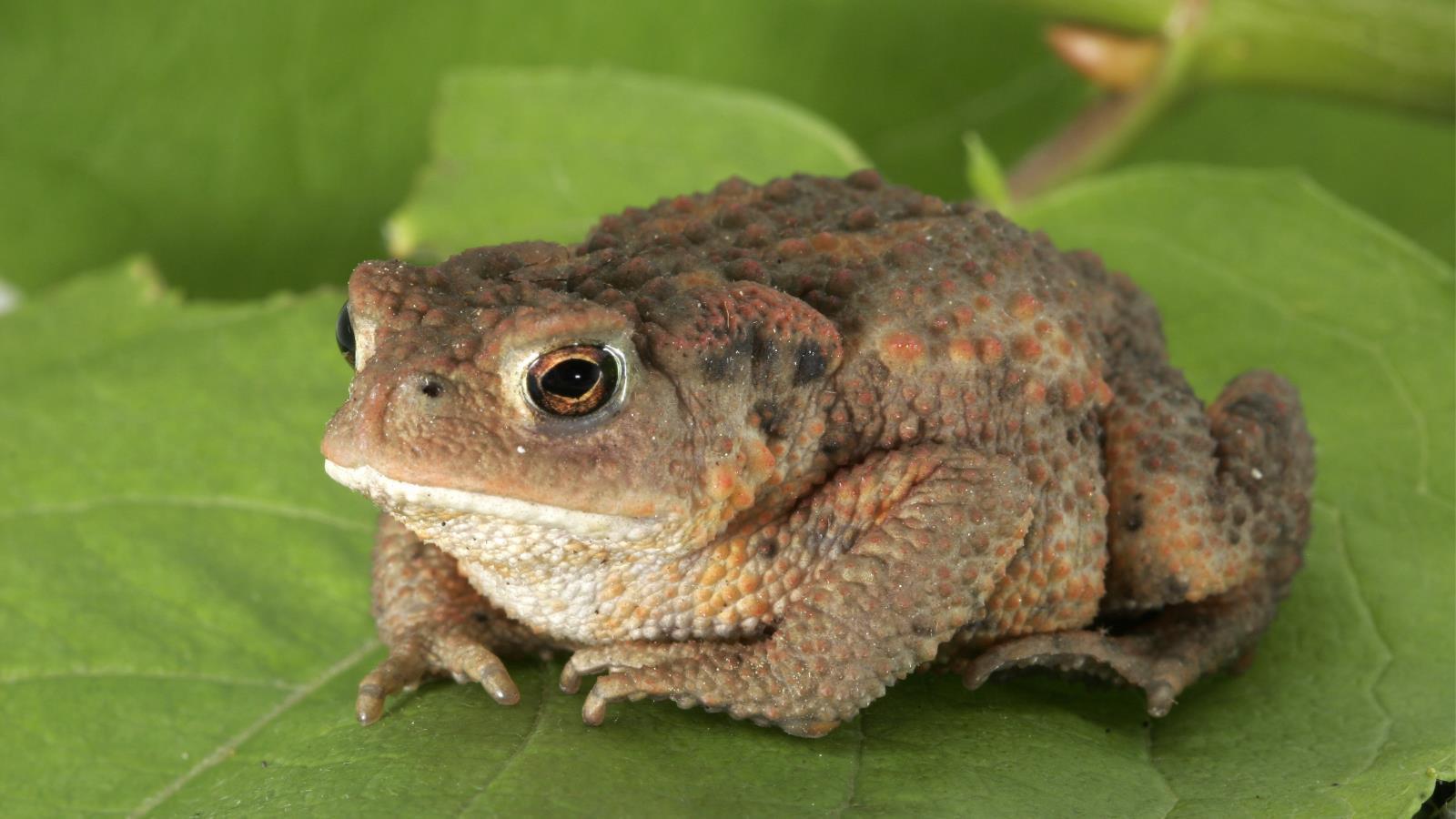 image For > Toad Animal