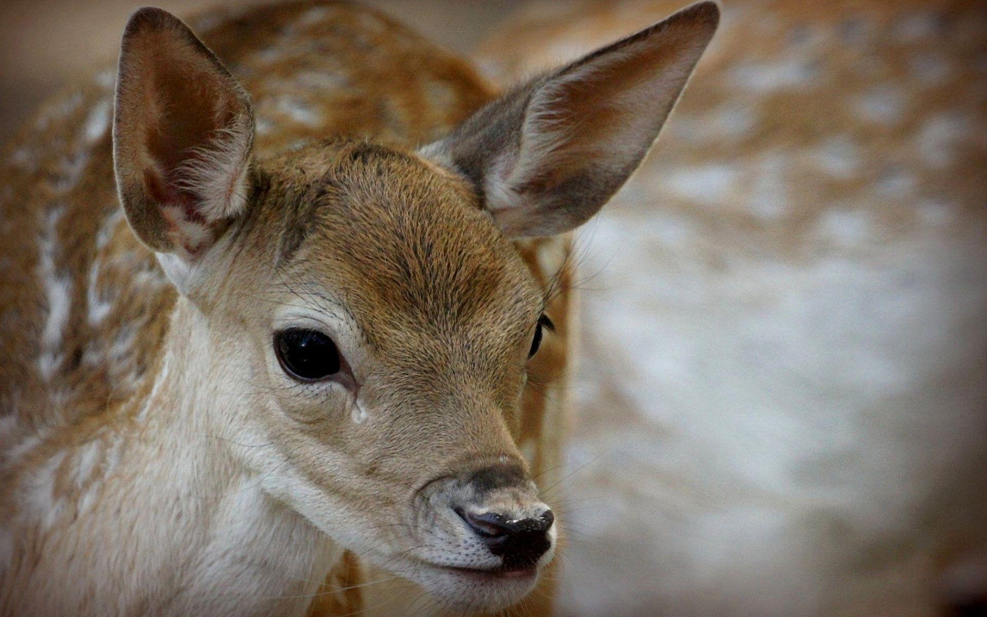 Wildlife Deer desktop background