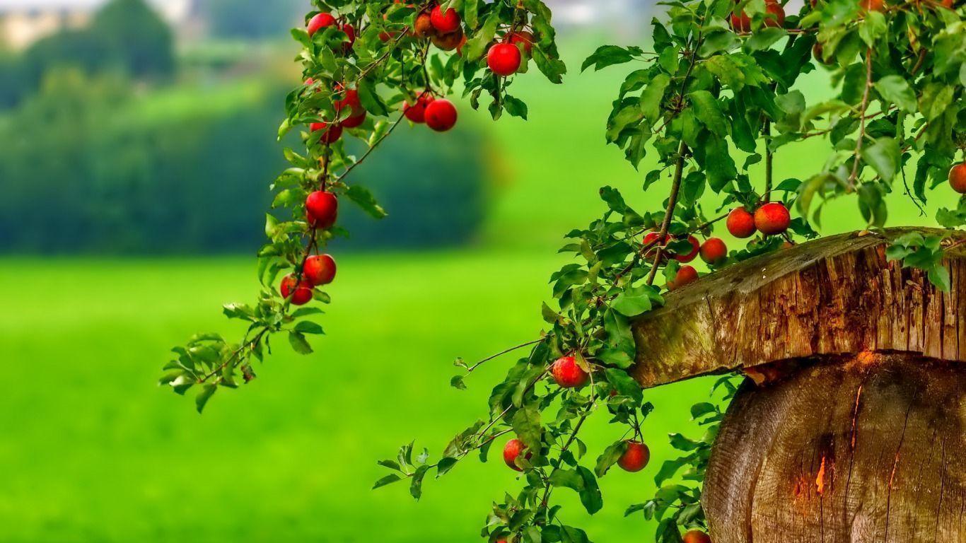 image For > Red Apple Tree Wallpaper