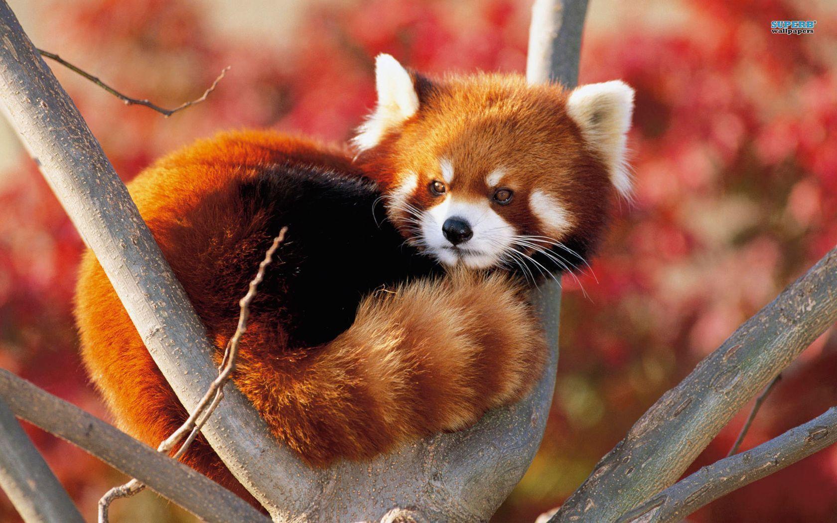 Red Pandas Wallpaper Image & Picture