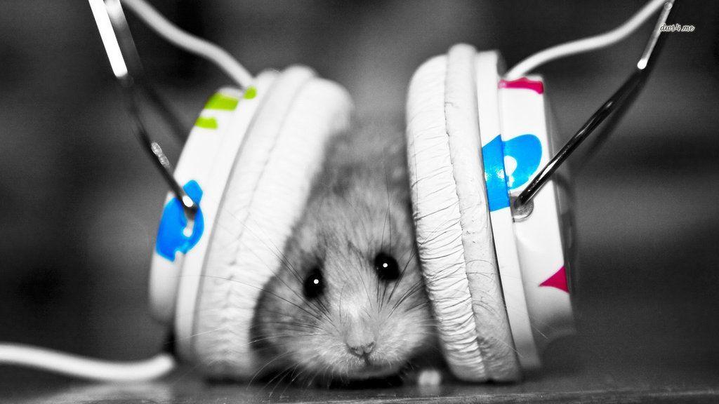 5582 4281 Dubstep Hamster 1366x768 Music Wallpaper By