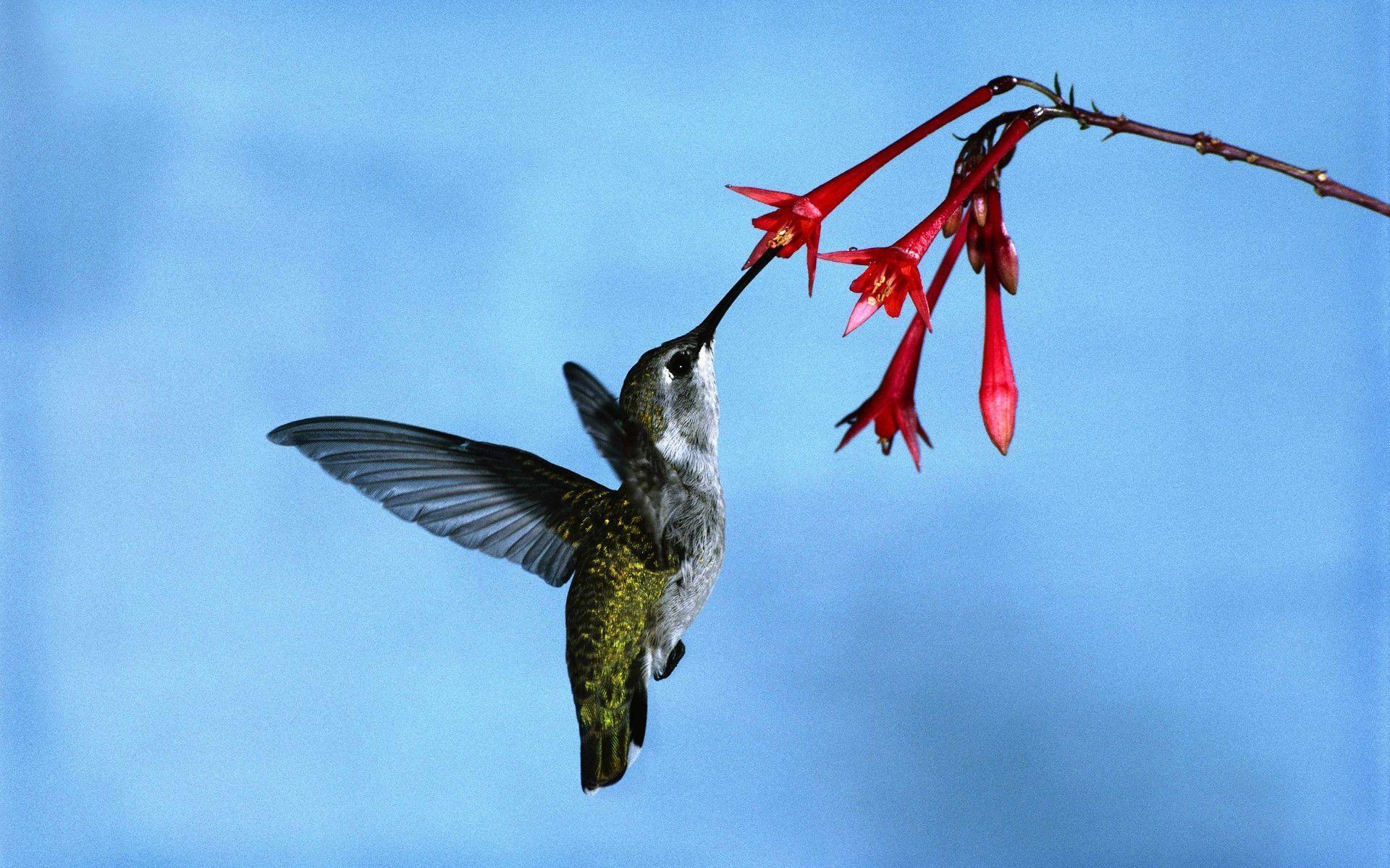 Hummingbird Wallpaper Free Picture Free Picture