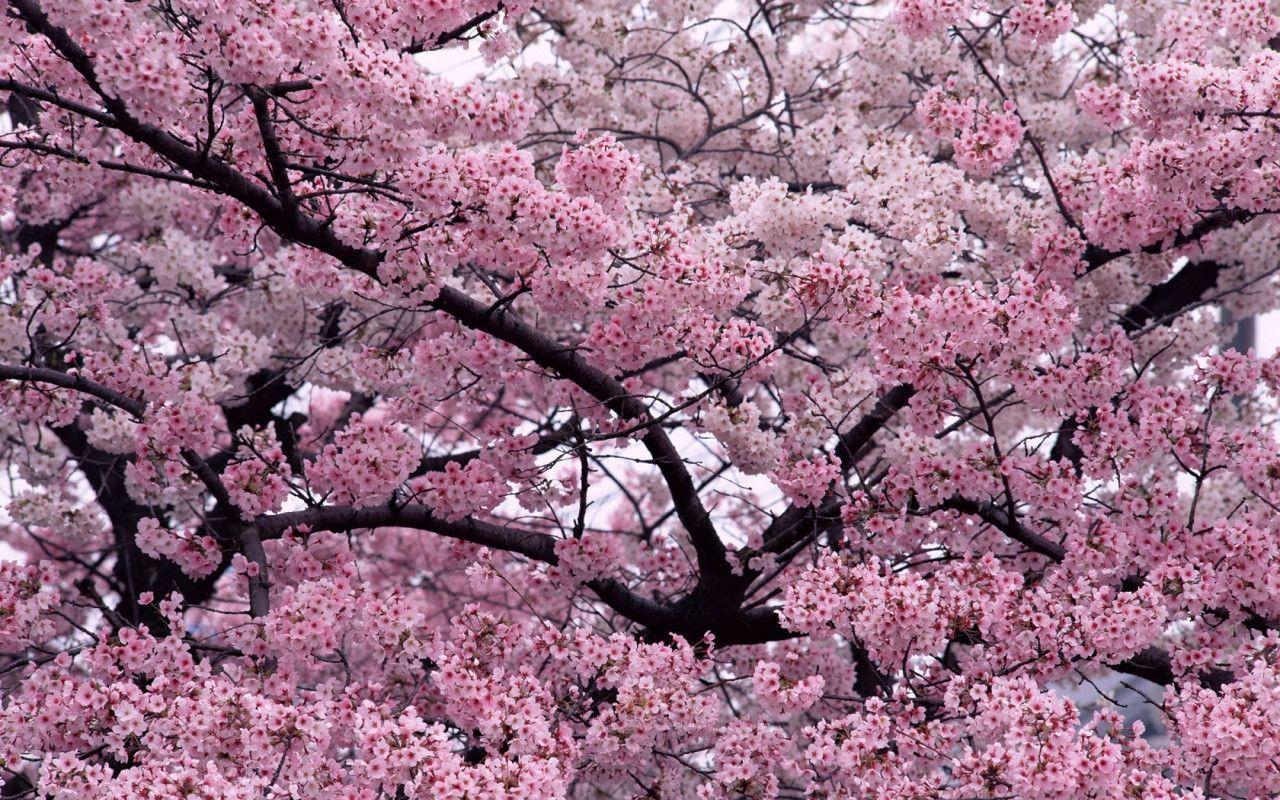 Sakura Flower with 1280x800 Resolution Wallpaper Download Logo