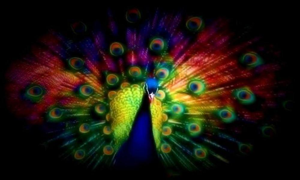 Peacock Wallpaper and Picture Items