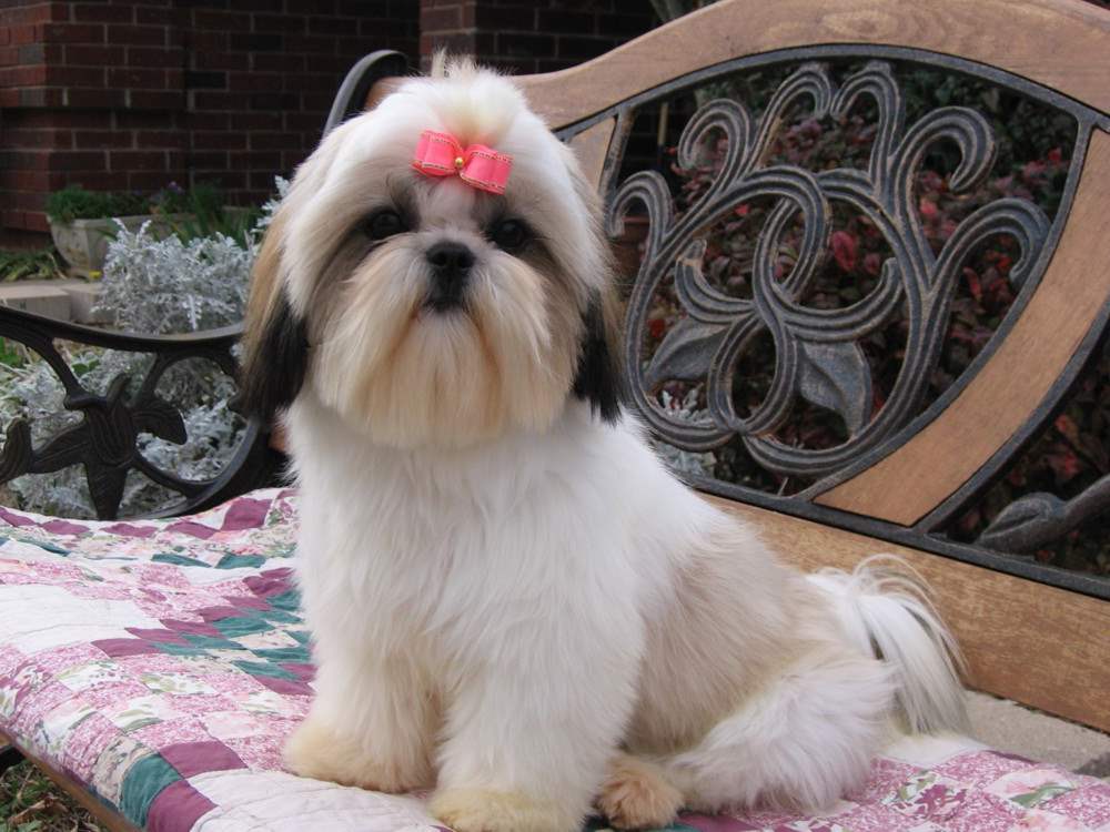 Cutest Shih Tzu Dog With Pink Ribbon Sitting On A Bench Puppies