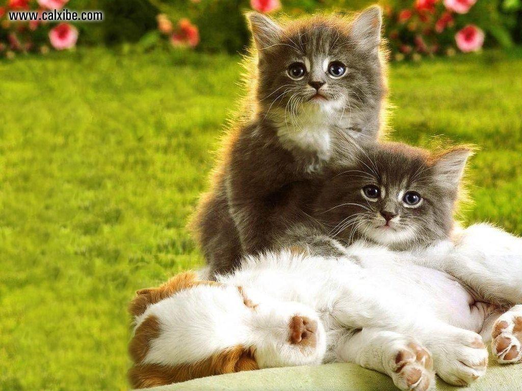 Wallpaper For > Cute Kittens And Puppies Wallpaper