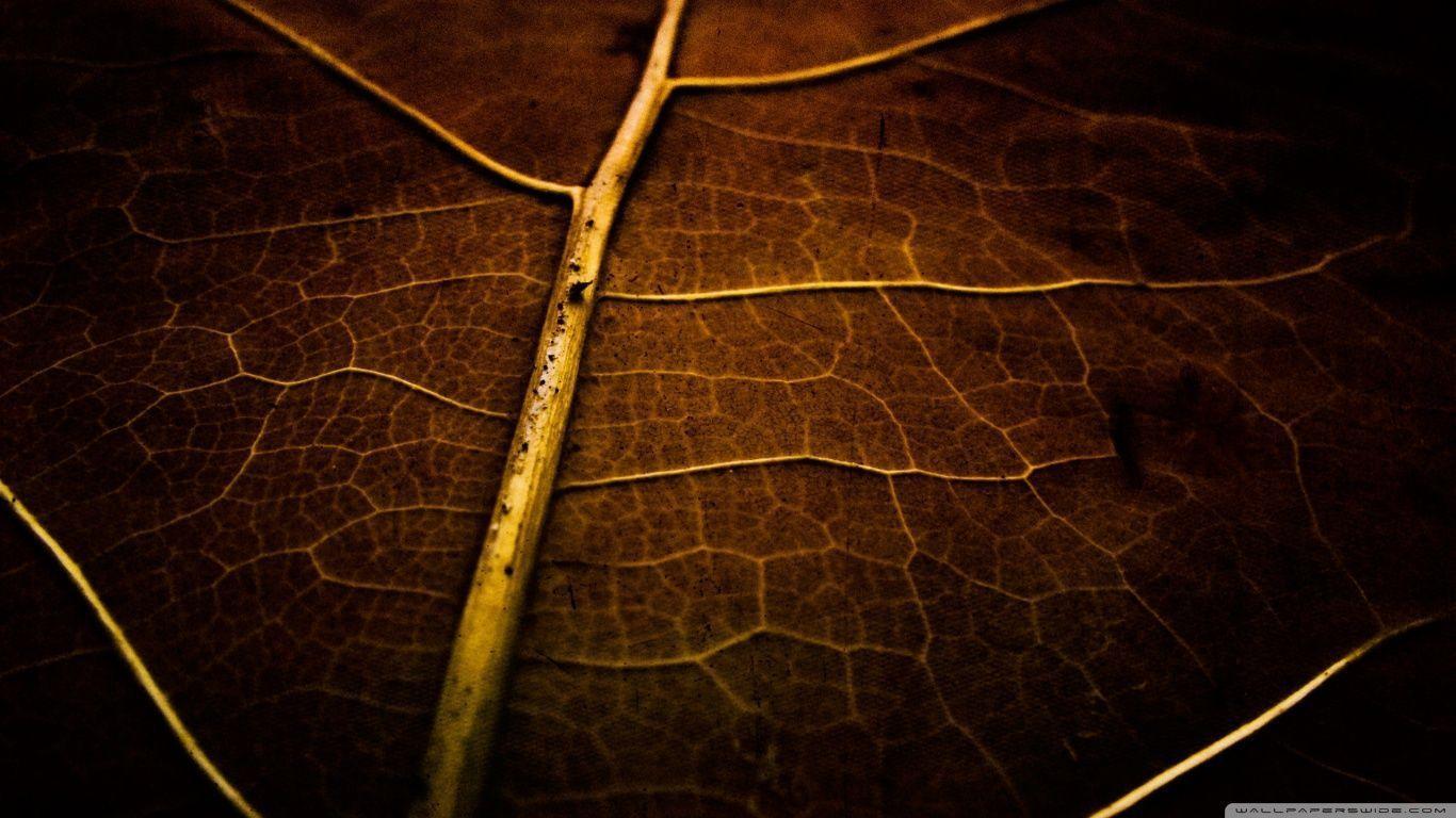 Dry Leaf Texture Autumn HD Fall Nature HD wallpaper #