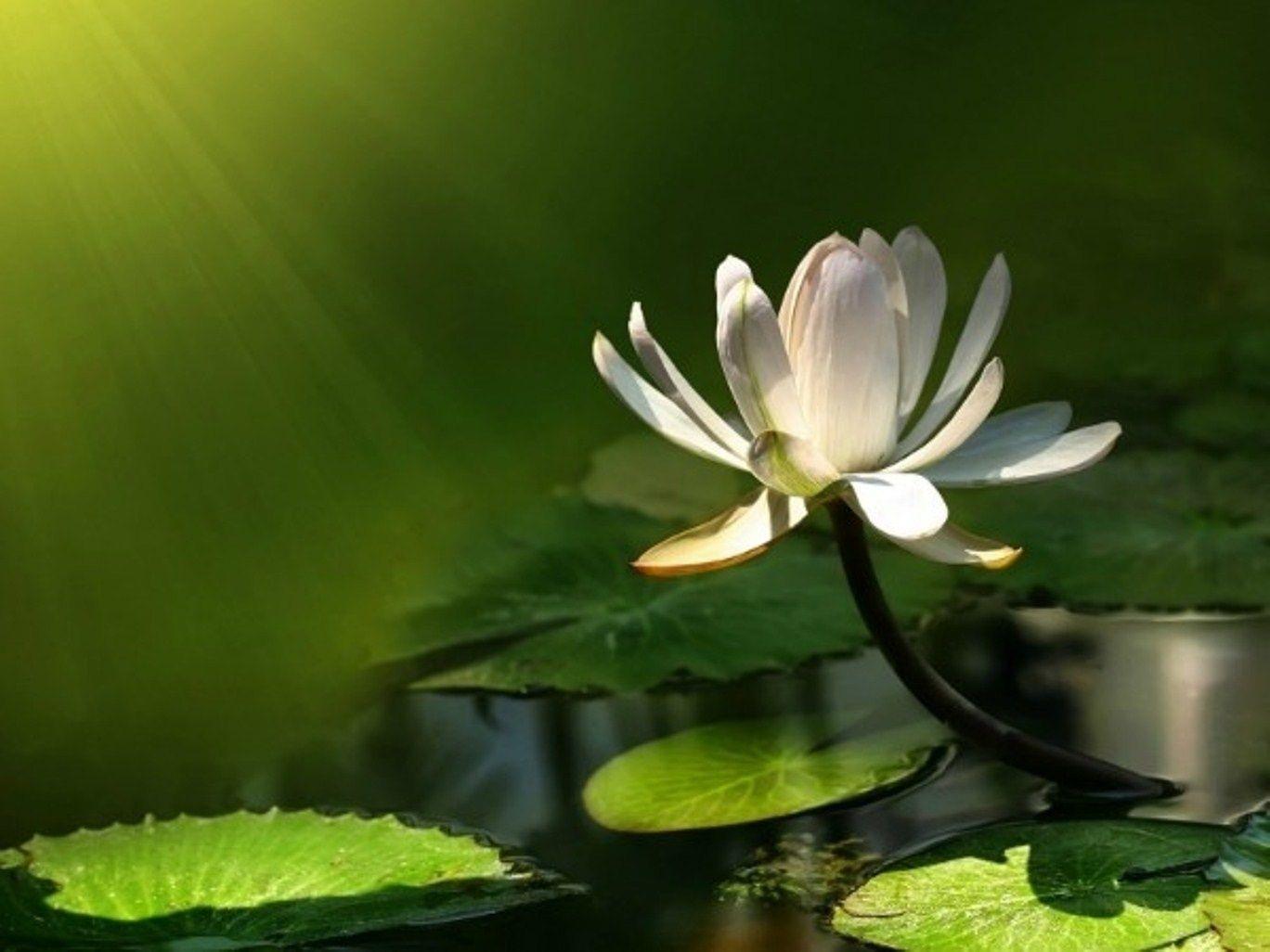 Lotus Flower Desktop Wallpaper. Lotus Flower Picture. Cool