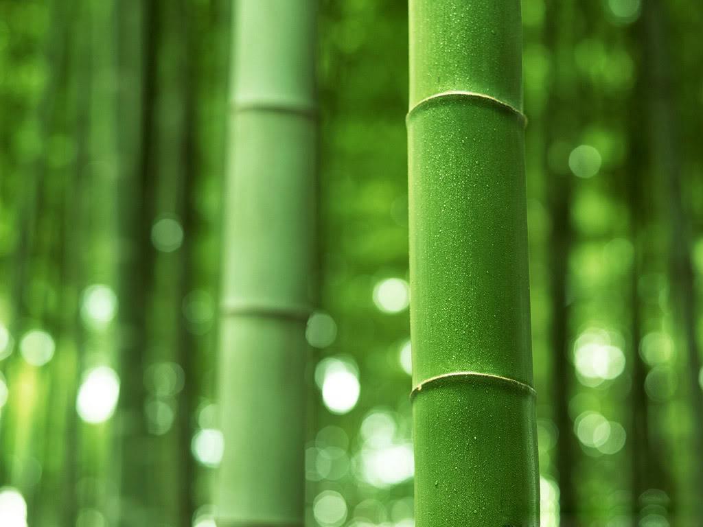 Bamboo Wallpaper Walls Wallpaper