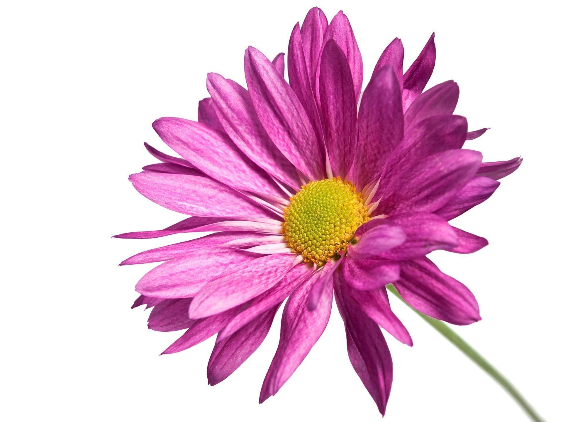 Pink Flower White Background Image & Picture