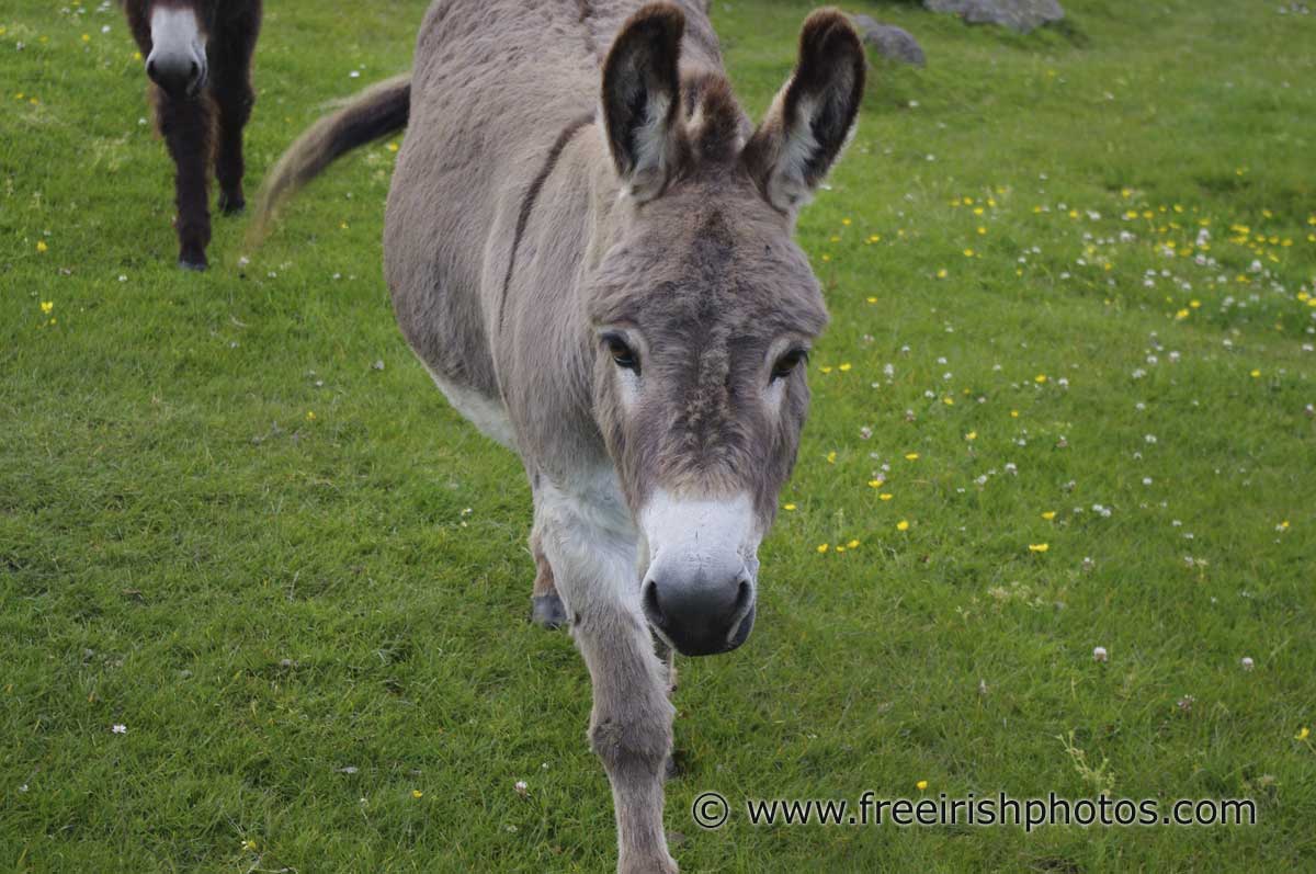 Donkeys Irish Photo, Stock Image, Desktop Background