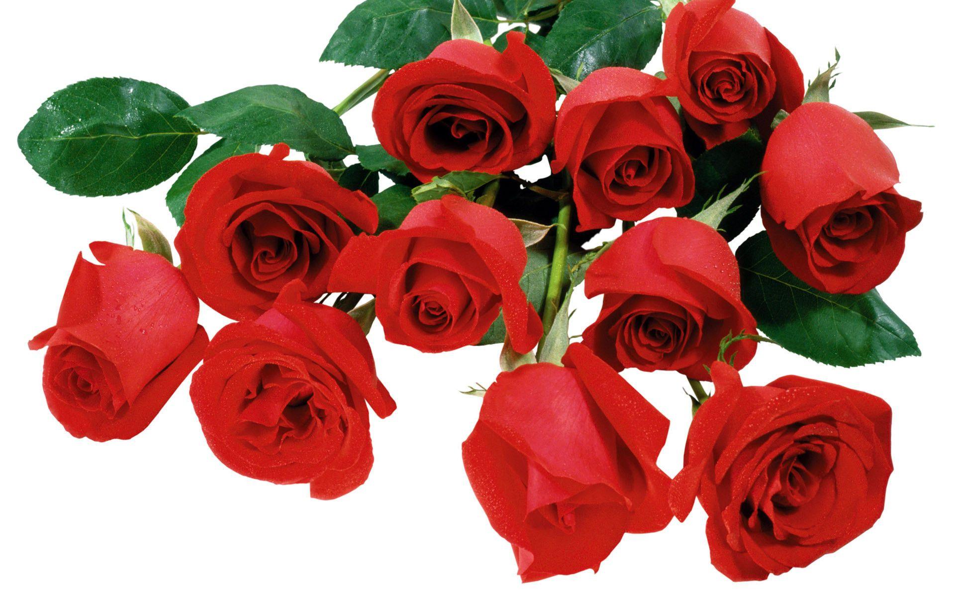 Beautiful Red Rose Flower Image HD Wallpaper Wallpaper