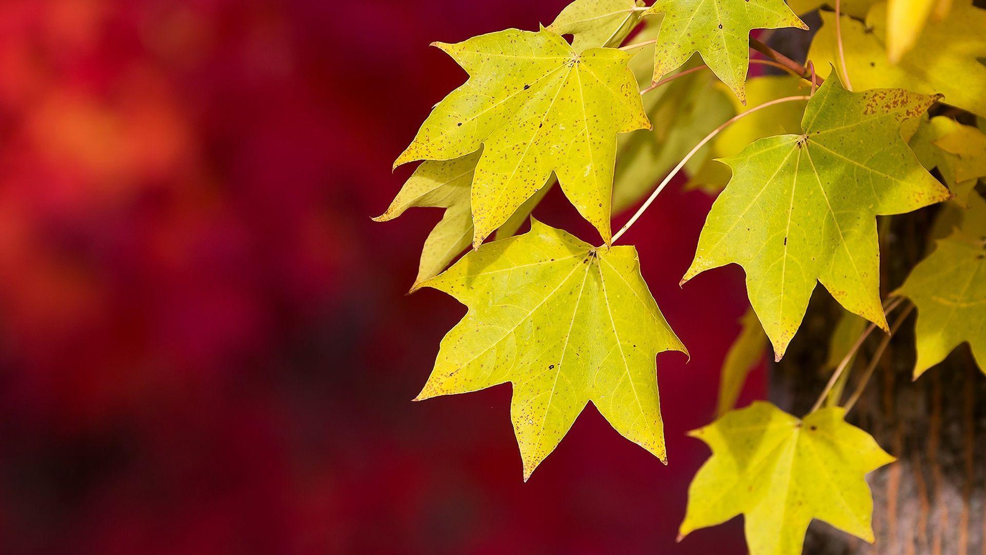 Free Fall Leaves Background HD 20811 1920x1080 px HDWallSource
