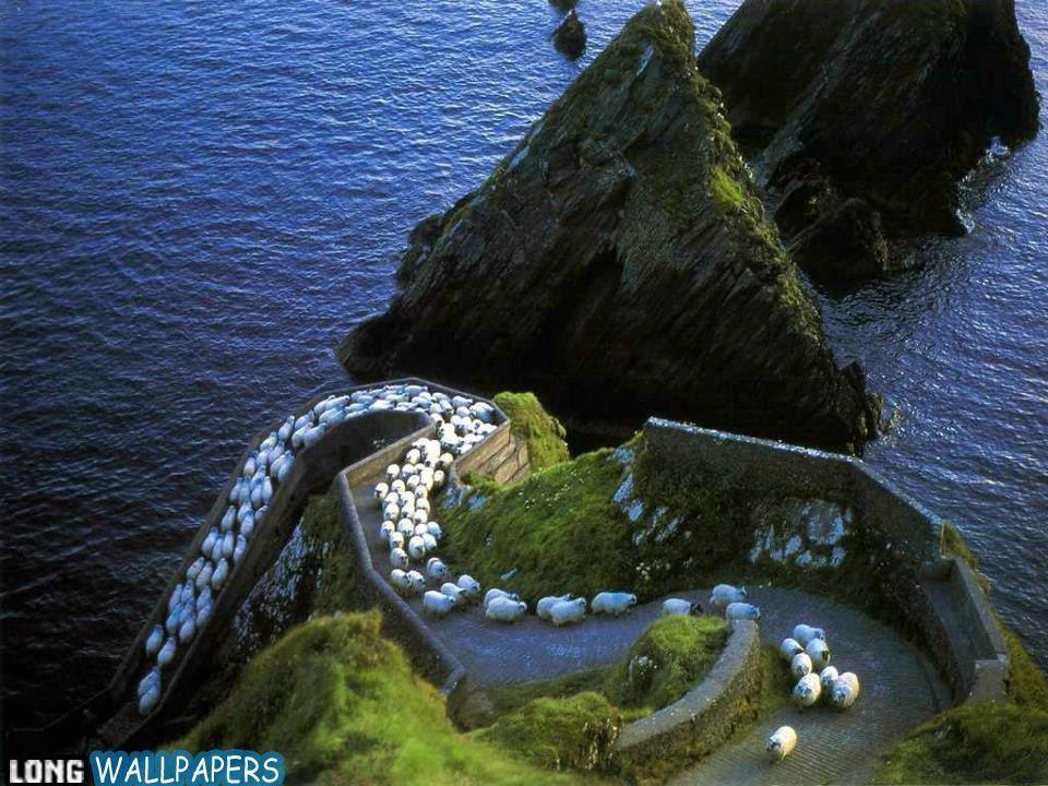 Funpki: Sheep Highway Ireland HD Wallpaper. Long HD Wallpaper