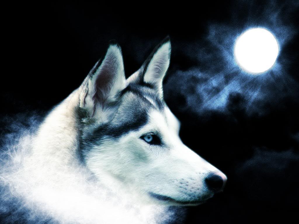 Pix For > Lone Wolf Wallpaper