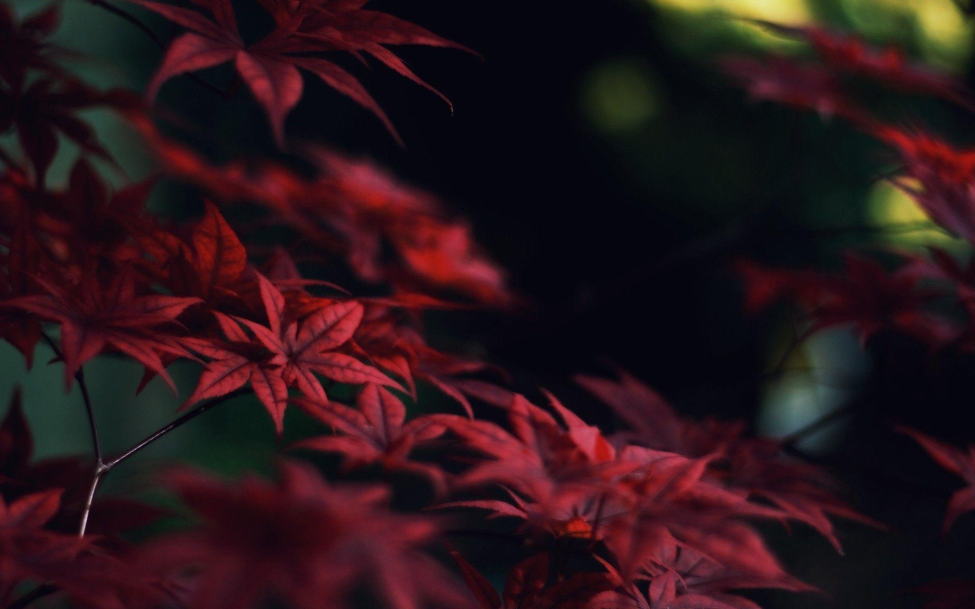 Red Leaf Wallpapers - Wallpaper Cave