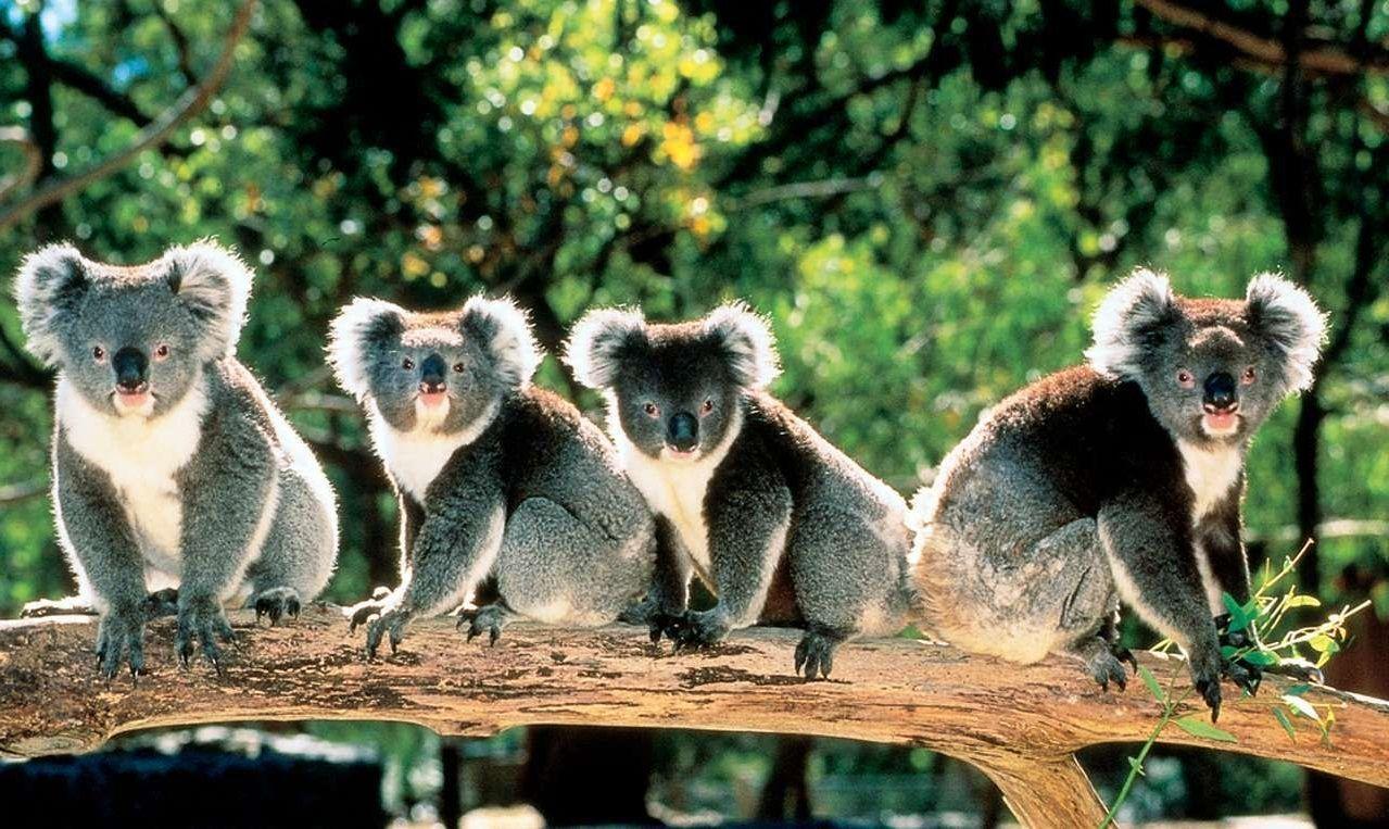 Cute Koala Bears in Trees Australia 1279×763 Definition