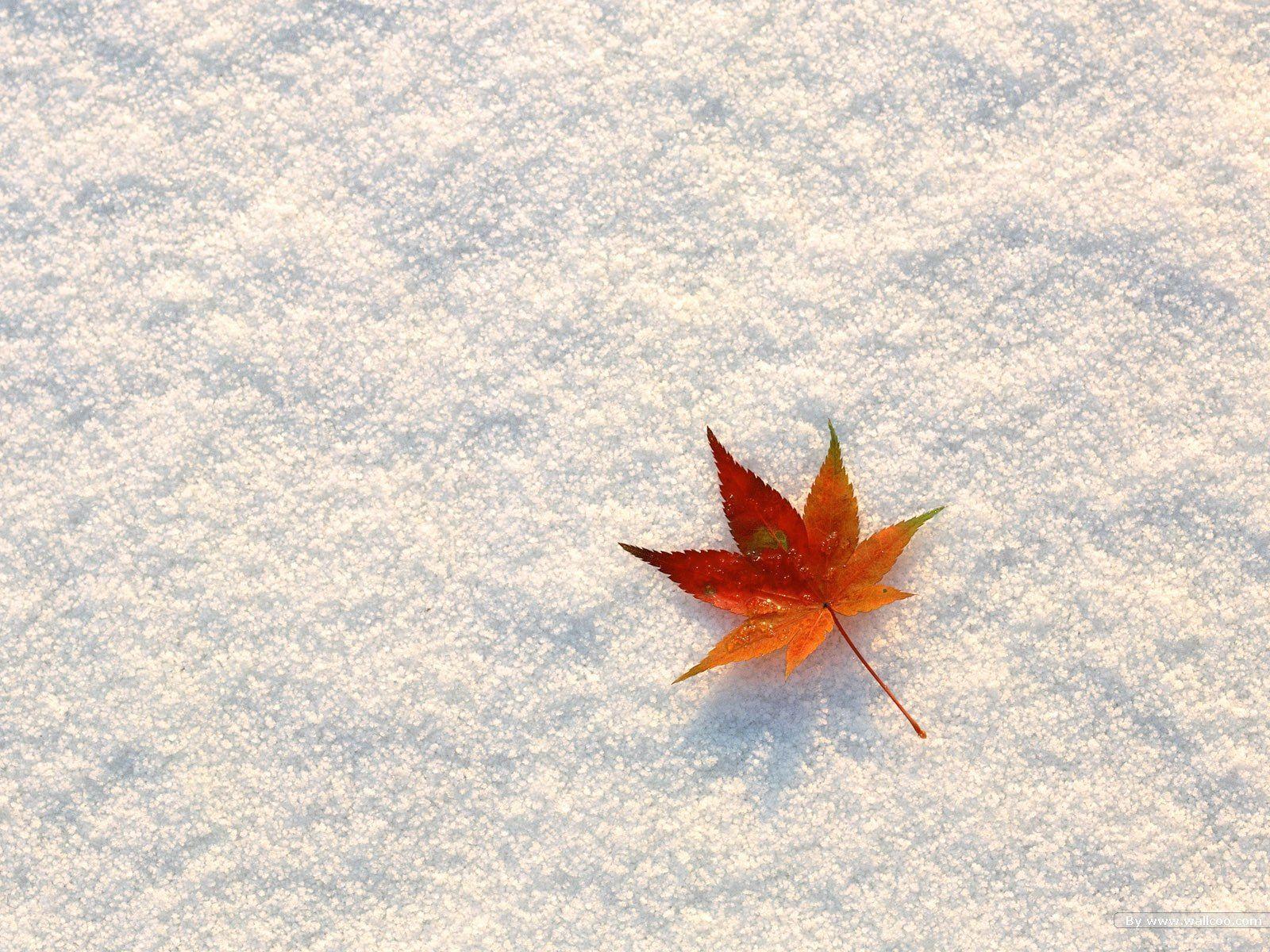 free fall wallpaper for desktop autumn leaves