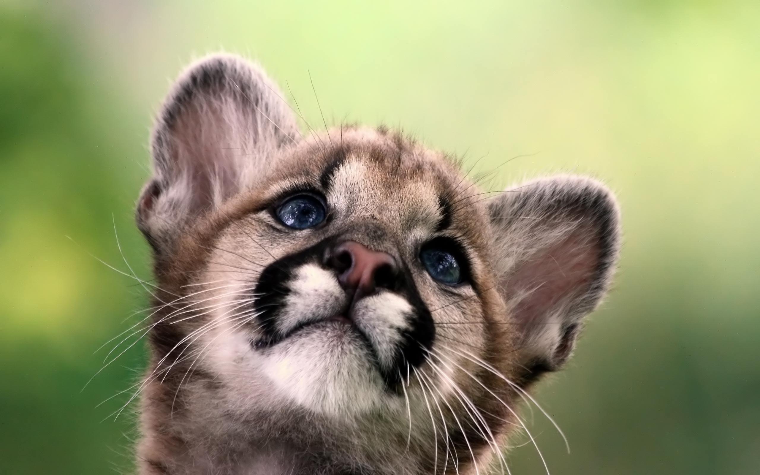 Desktop Wallpaper · Gallery · Animals · Eastern mountain lion cub