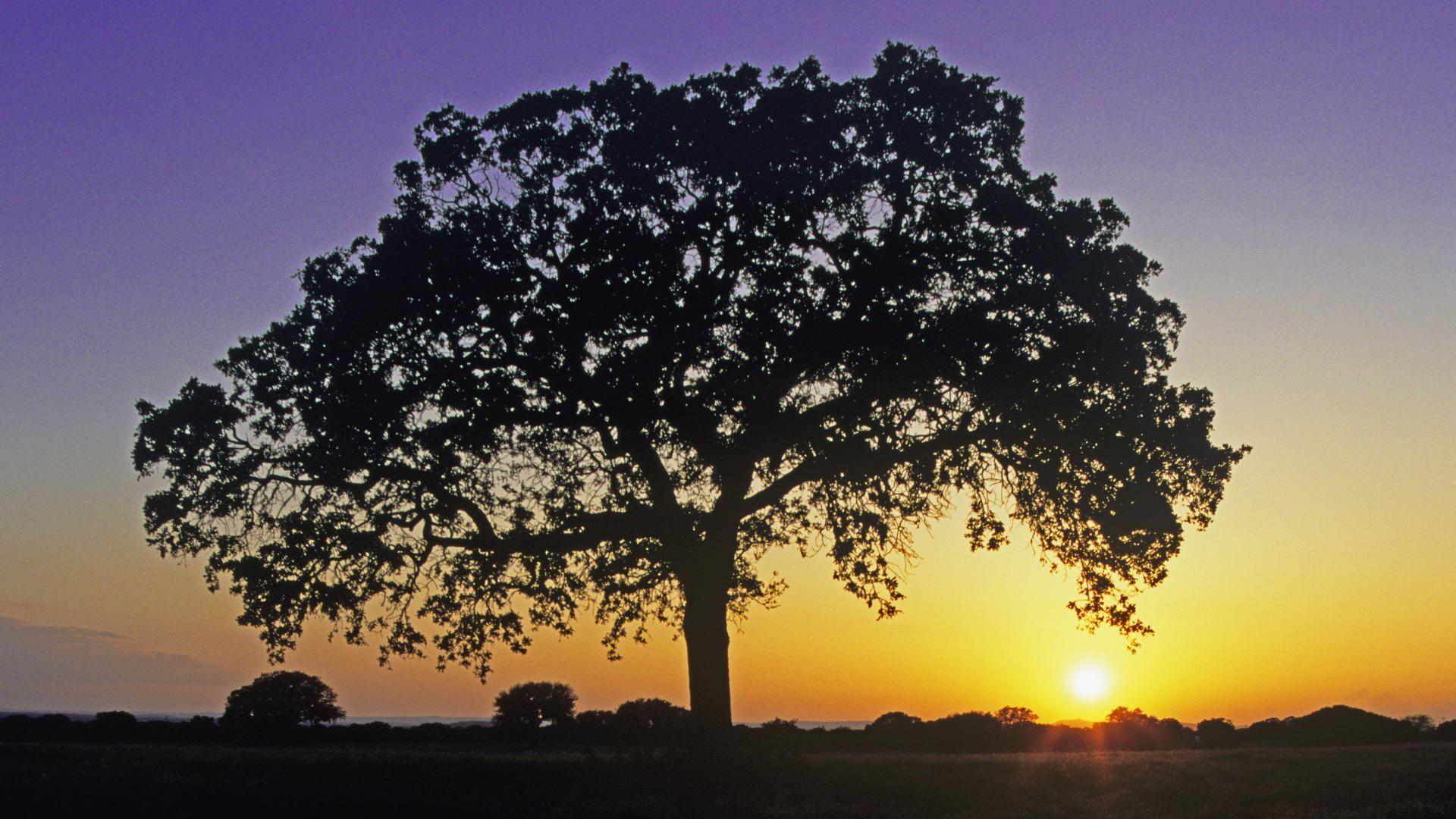 Oak Tree Photography Oak tree at sunset burnet