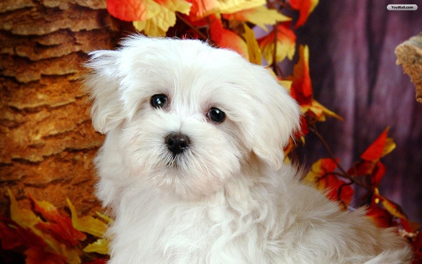 Cute White Dogs Wallpaper Image & Picture