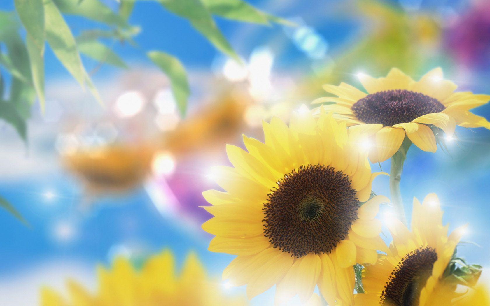 Dreamy Summer Time Sunflowers And Sunlight Wallpaper