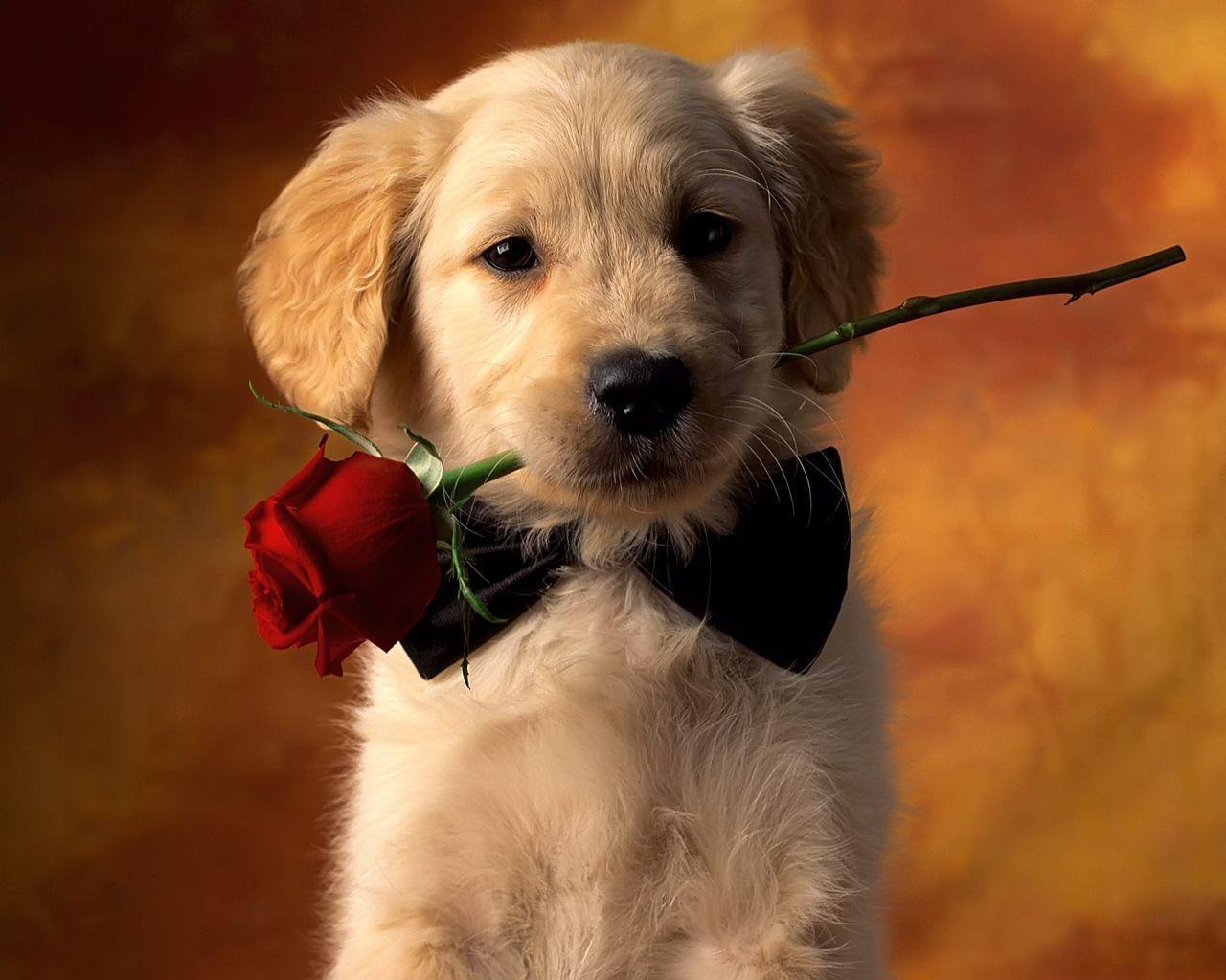 Small Dog And Red Rose Desktop Wallpaper