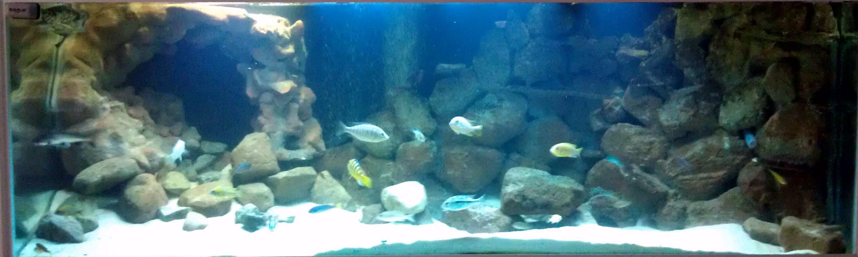 3D freshwater aquarium background