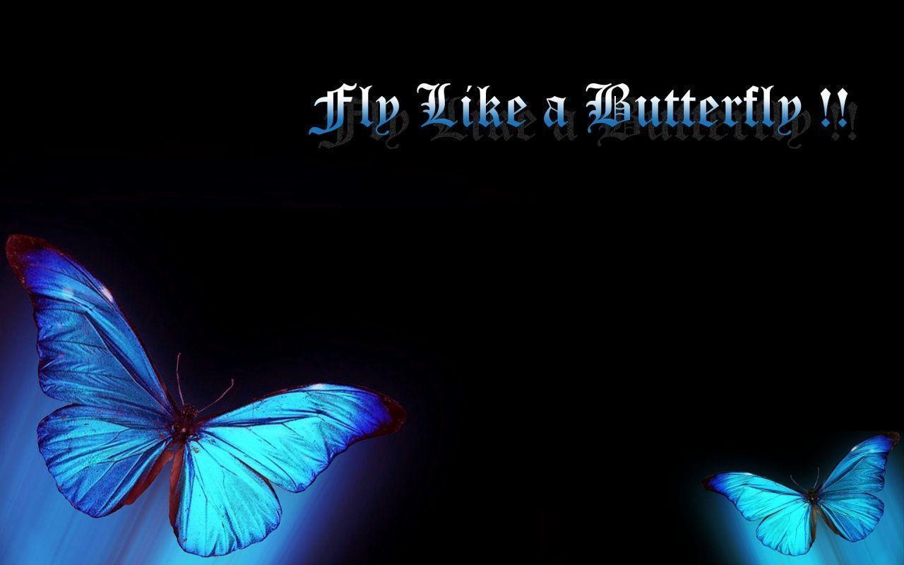 3D ButterFly 1280×800 wallpaper HQ / Wallpaper Butterfly 61407