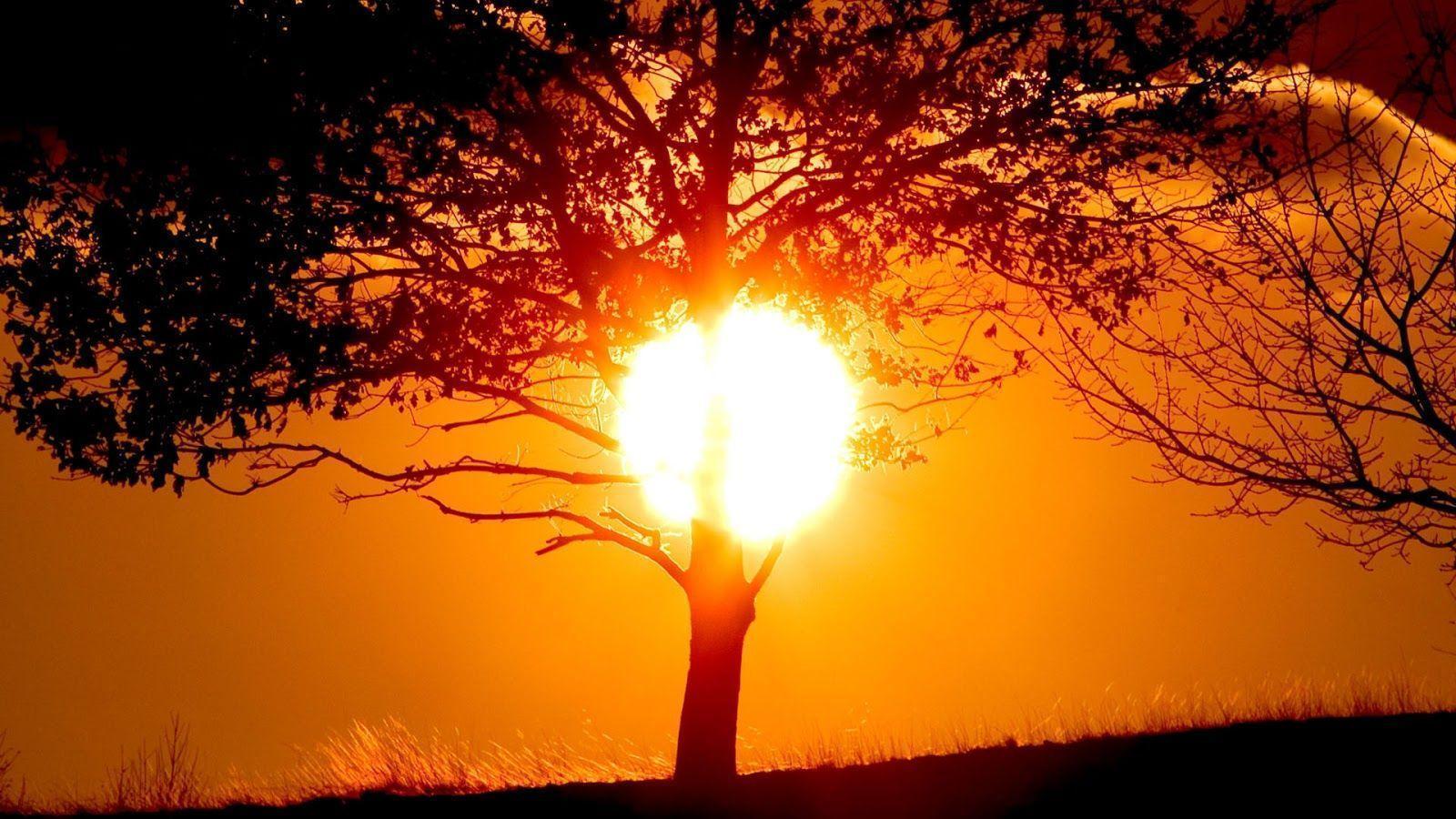HD wallpaper with a tree at sunset HD Wallpaper