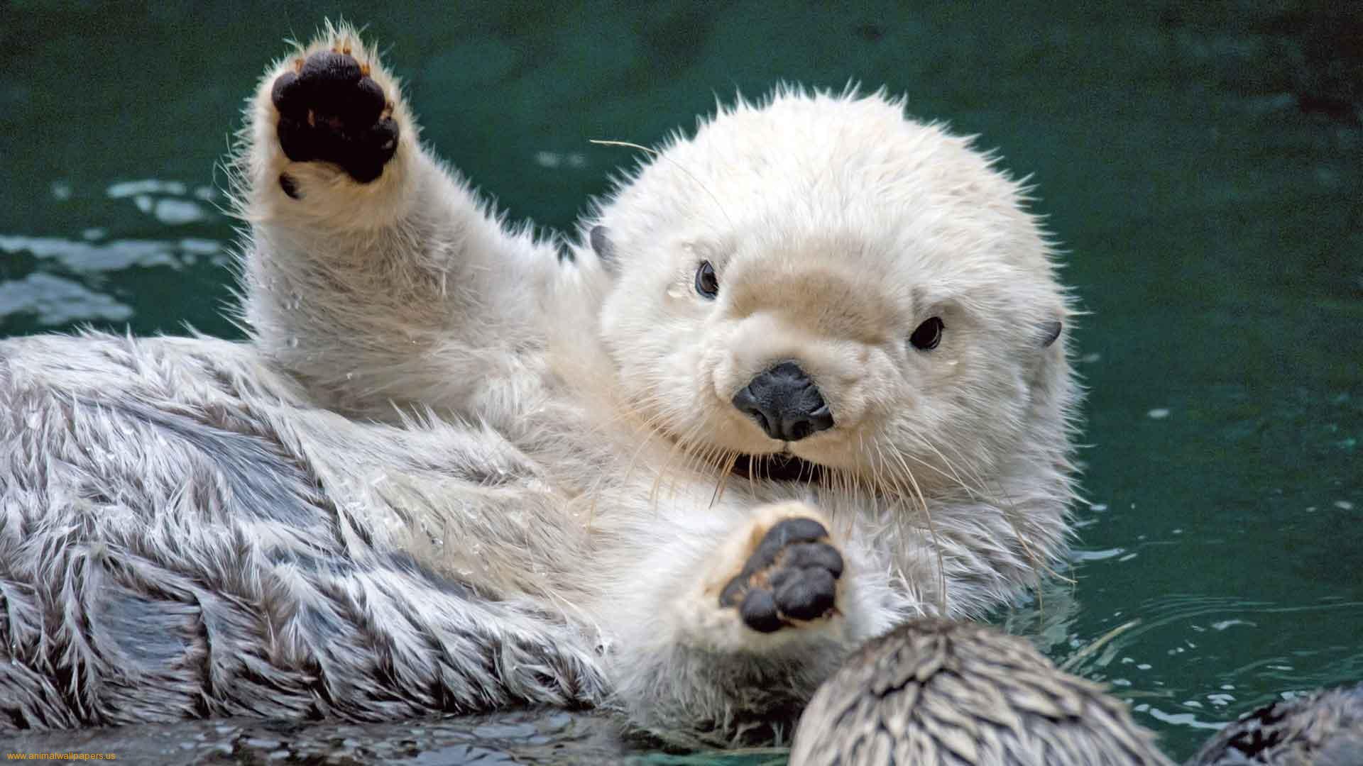 Sea Otter Desktop HD Wallpaper Wallpaper Inn