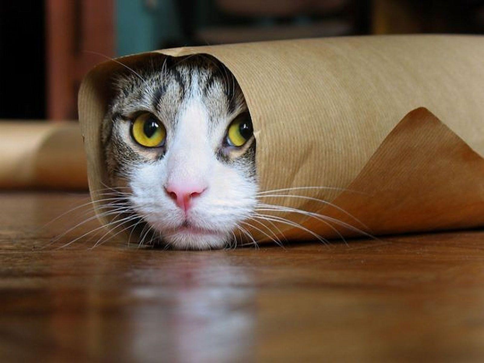 Funny Cat In Paper Roll Desktop Wallpaper