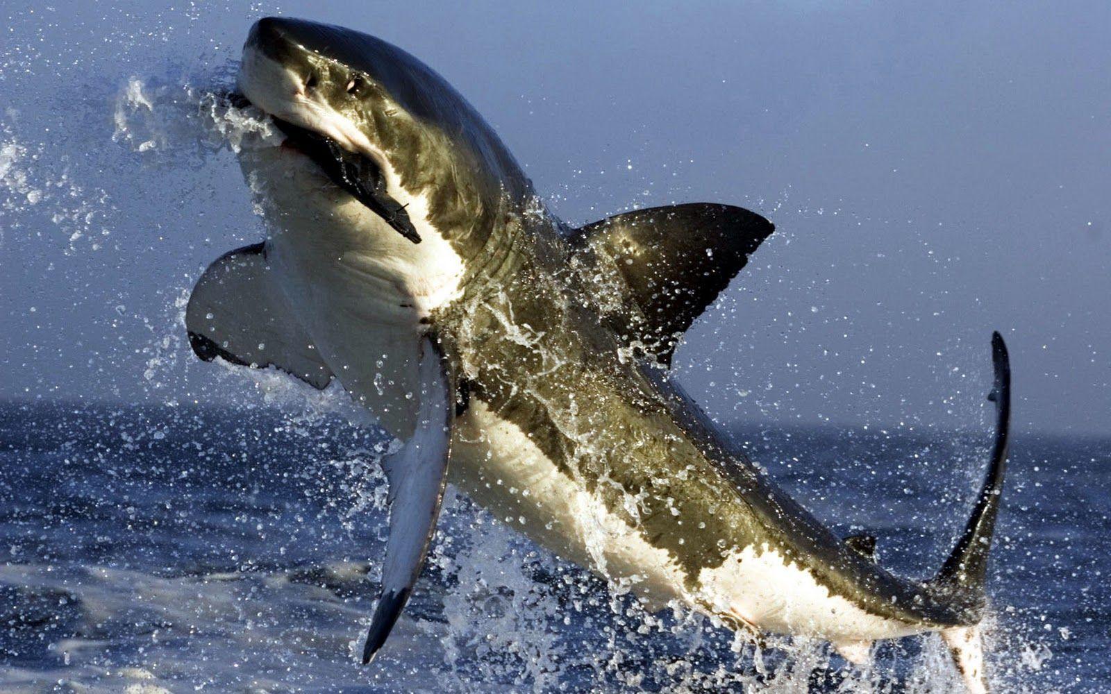 Download Great White Shark Picture Eating Seal Picture Wallpaper