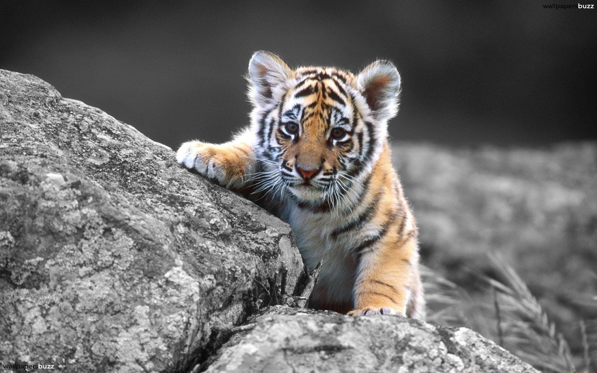 Baby Tiger Wallpaper HD wallpaper search