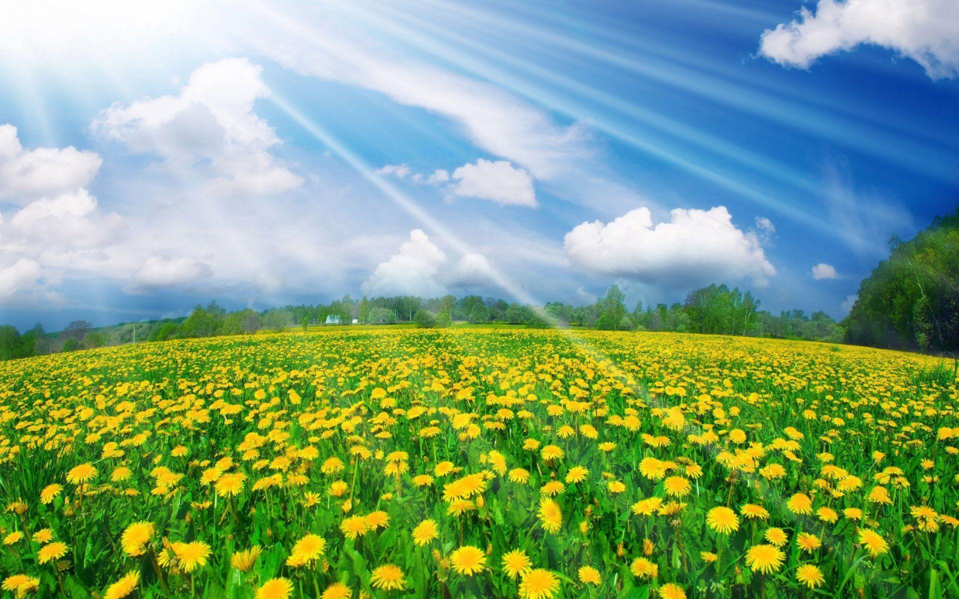 Spring Coming, Daisy HD Wallpaper For Desktop, Flowers wallpaper