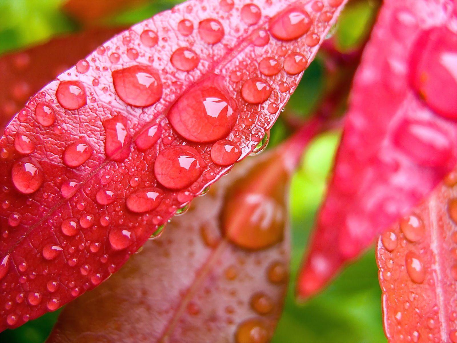 Water Drops HD Wallpaper. Water Drops Image and Picture. Cool