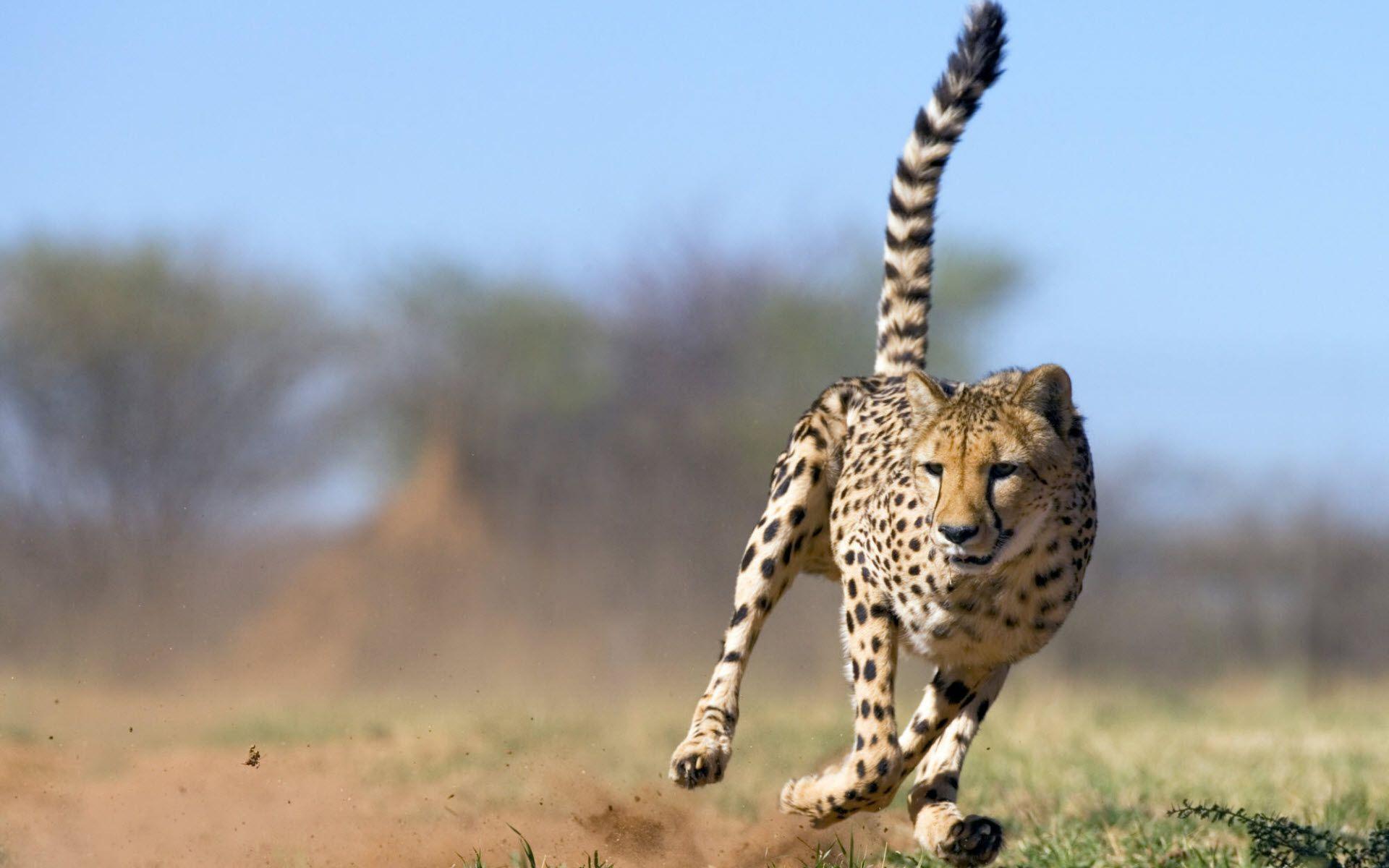 Cheetah. Wallpaper HD free Download