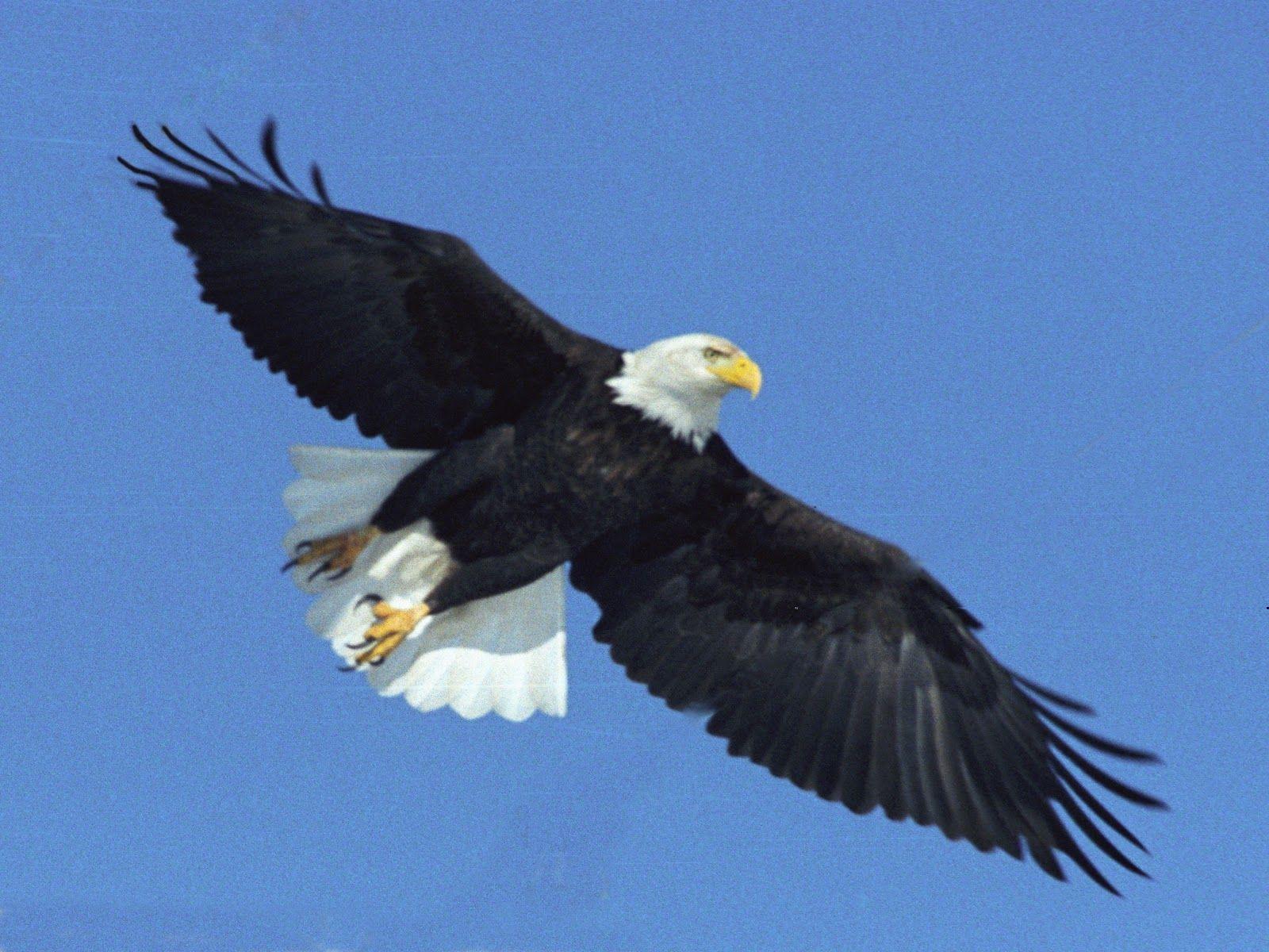 Bald Eagle Free Wallpaper For Android. Eagle, For, Free