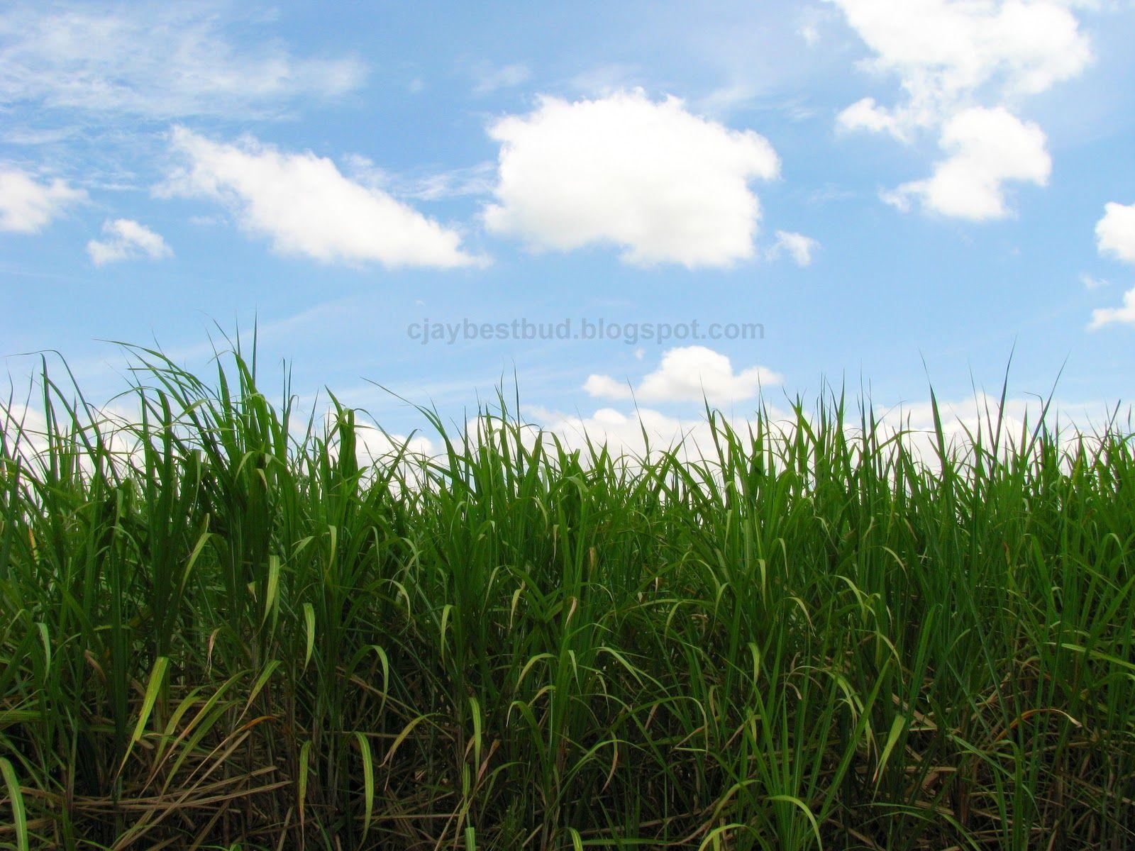 BESTBUD: Chuping Sugar Cane Plantation, Perlis Biggest Sugar